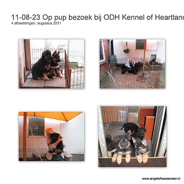 Puppy knuffelen bij ODH Kennel of Heartland